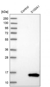 Anti-S100A1 antibody produced in rabbit 