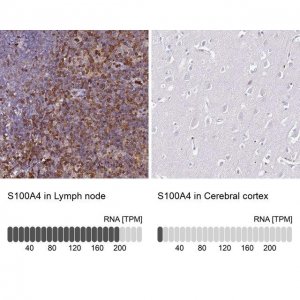 Anti-S100A4 antibody produced in rabbit 