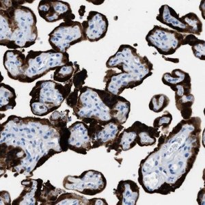 Anti-S100P antibody produced in rabbit 