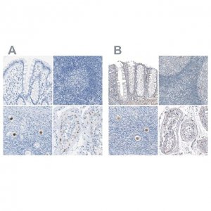Anti-SALL4 antibody produced in rabbit 