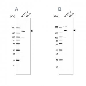 Anti-SALL4 antibody produced in rabbit 