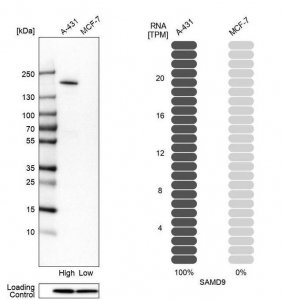 Anti-SAMD9 antibody produced in rabbit 