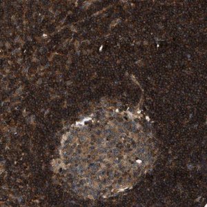 Anti-SAMD9 antibody produced in rabbit 