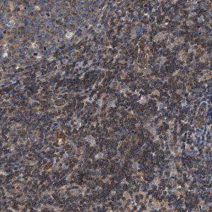 Anti-SAMD9L antibody produced in rabbit 