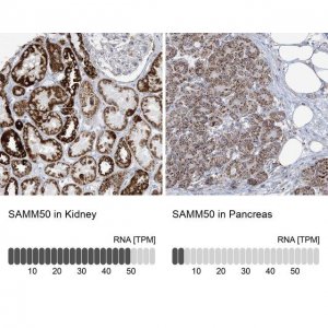 Anti-SAMM50 antibody produced in rabbit 