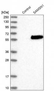 Anti-SAMSN1 antibody produced in rabbit HPA017055-100UL