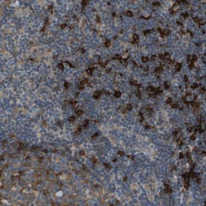Anti-SAMSN1 antibody produced in rabbit HPA017055-100UL
