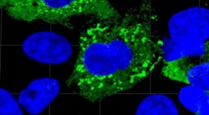 Anti-SARS-CoV-1/2 NP Antibody, clone 1C7C7 ZooMAb Mouse Monoclonal 