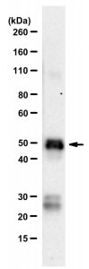 Anti-SARS-CoV-1/2 NP Antibody, clone 1C7C7 ZooMAb Mouse Monoclonal 