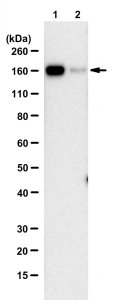 Anti-SARS-CoV-1/2 S Protein Antibody, clone hu2B3E5 ZooMAb Chimeric Monoclonal 