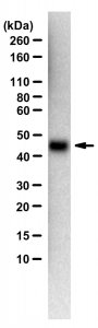 Anti-SARS-CoV-1/2 S Protein Antibody, clone hu2B3E5 ZooMAb Chimeric Monoclonal 