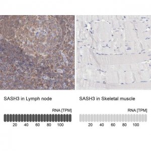 ANTI-SASH3 antibody produced in rabbit HPA001085-100UL