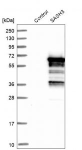 ANTI-SASH3 antibody produced in rabbit HPA001085-100UL