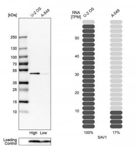 Anti-SAV1 antibody produced in rabbit 