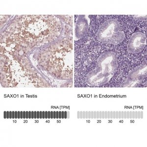 Anti-SAXO1 antibody produced in rabbit HPA023899-100UL