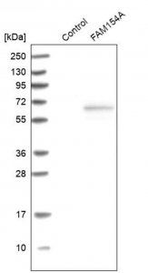 Anti-SAXO1 antibody produced in rabbit HPA023899-100UL