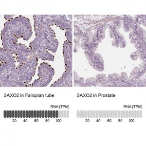 Anti-SAXO2 antibody produced in rabbit 