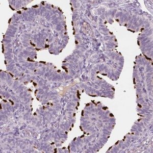 Anti-SAXO2 antibody produced in rabbit 