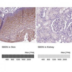 Anti-SBSN antibody produced in rabbit 
