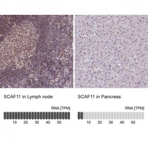 Anti-SCAF11 antibody produced in rabbit 