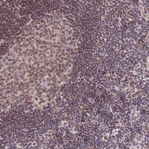 Anti-SCAF11 antibody produced in rabbit 