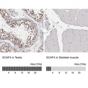 Anti-SCAF4 antibody produced in rabbit 