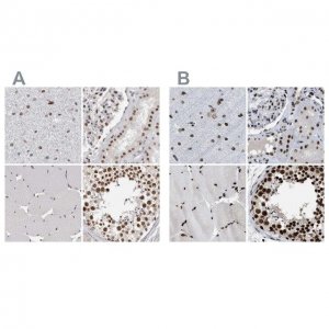 Anti-SCAF4 antibody produced in rabbit 
