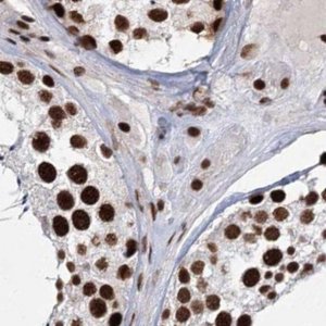 Anti-SCAF8 antibody produced in rabbit 