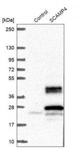 Anti-SCAMP4 antibody produced in rabbit HPA043284-100UL