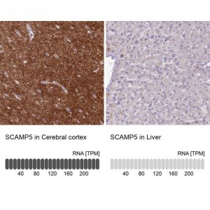 Anti-SCAMP5 antibody produced in rabbit HPA046645-100UL