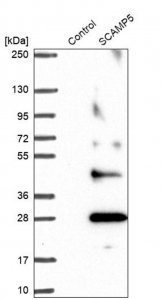 Anti-SCAMP5 antibody produced in rabbit HPA046645-100UL
