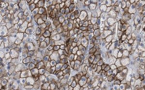 Anti-SCARB1 Antibody, clone 3B15 ZooMAb Rabbit Monoclonal 