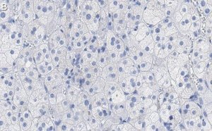 Anti-SCARB1 Antibody, clone 3B15 ZooMAb Rabbit Monoclonal 