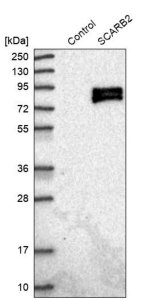 Anti-SCARB2 antibody produced in rabbit 