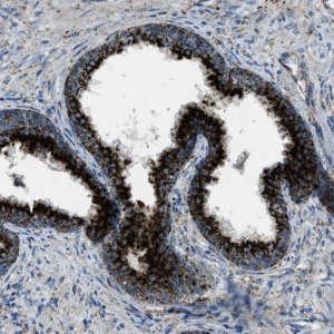 Anti-SCARB2 antibody produced in rabbit 