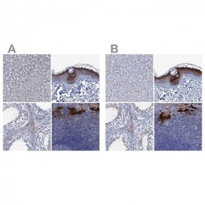 Anti-SCEL antibody produced in rabbit 