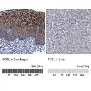 Anti-SCEL antibody produced in rabbit 