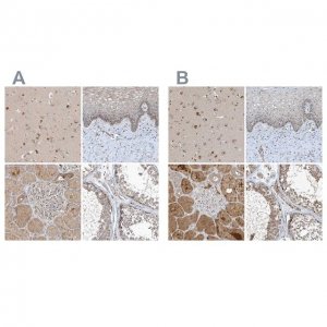 Anti-SCFD2 antibody produced in rabbit 