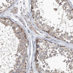 Anti-SCFD2 antibody produced in rabbit 