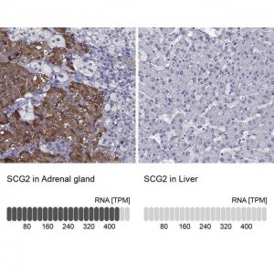 Anti-SCG2 antibody produced in rabbit 