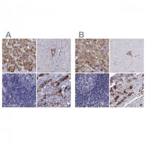 Anti-SCG2 antibody produced in rabbit 
