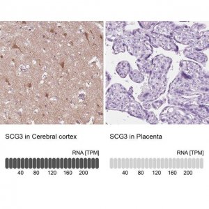 Anti-SCG3 antibody produced in rabbit 