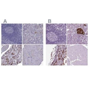 Anti-SCG5 antibody produced in rabbit 