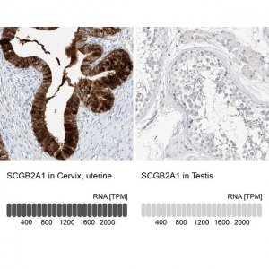 Anti-SCGB2A1 antibody produced in rabbit 