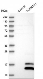 Anti-SCGB2A1 antibody produced in rabbit 