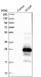 Anti-SCIMP antibody produced in rabbit 