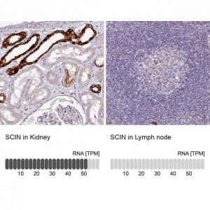 Anti-SCIN antibody produced in rabbit 