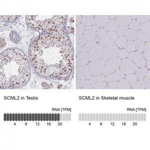 Anti-SCML2 antibody produced in rabbit 