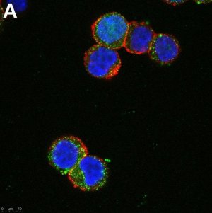 Anti-SCN2A Antibody, clone 3F19 ZooMAb Rabbit Monoclonal 