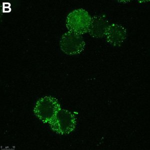 Anti-SCN2A Antibody, clone 3F19 ZooMAb Rabbit Monoclonal 